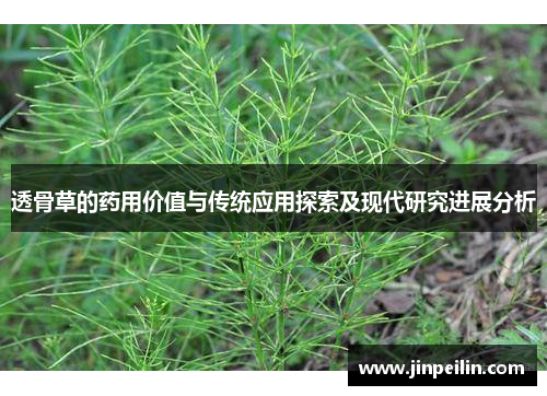透骨草的药用价值与传统应用探索及现代研究进展分析