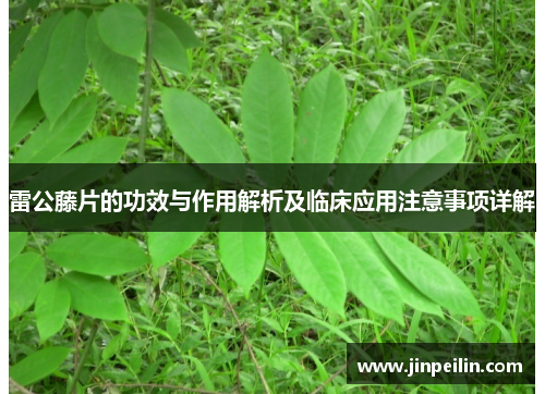 雷公藤片的功效与作用解析及临床应用注意事项详解